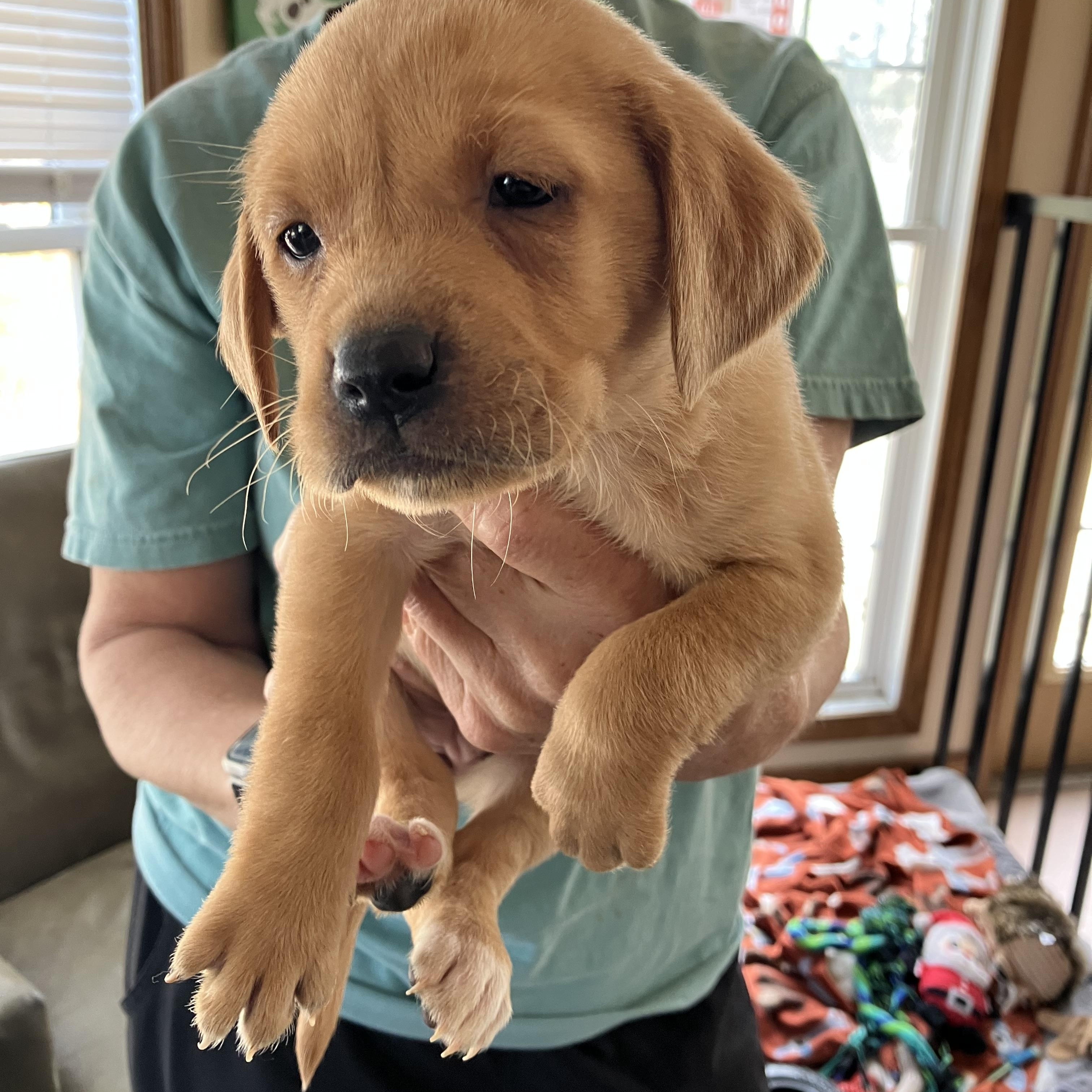 Enlarge Dionne Warwick, a ADOPTABLE mixed breed in Heathsville, VA image 1/2
