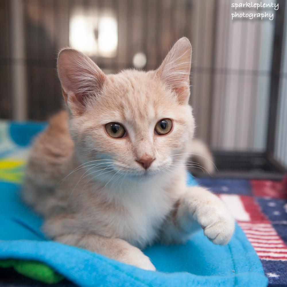 Enlarge Lovett, an adopted Domestic Short Hair in Ridgefield, CT image 2/5