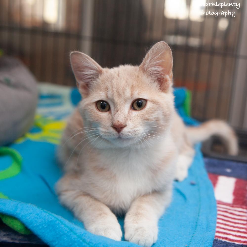 Enlarge Lovett, an adopted Domestic Short Hair in Ridgefield, CT image 4/5