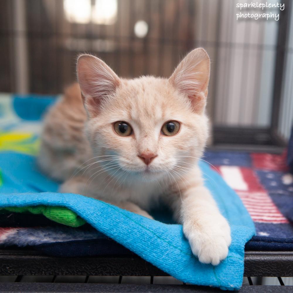 Enlarge Lovett, an adopted Domestic Short Hair in Ridgefield, CT image 3/5