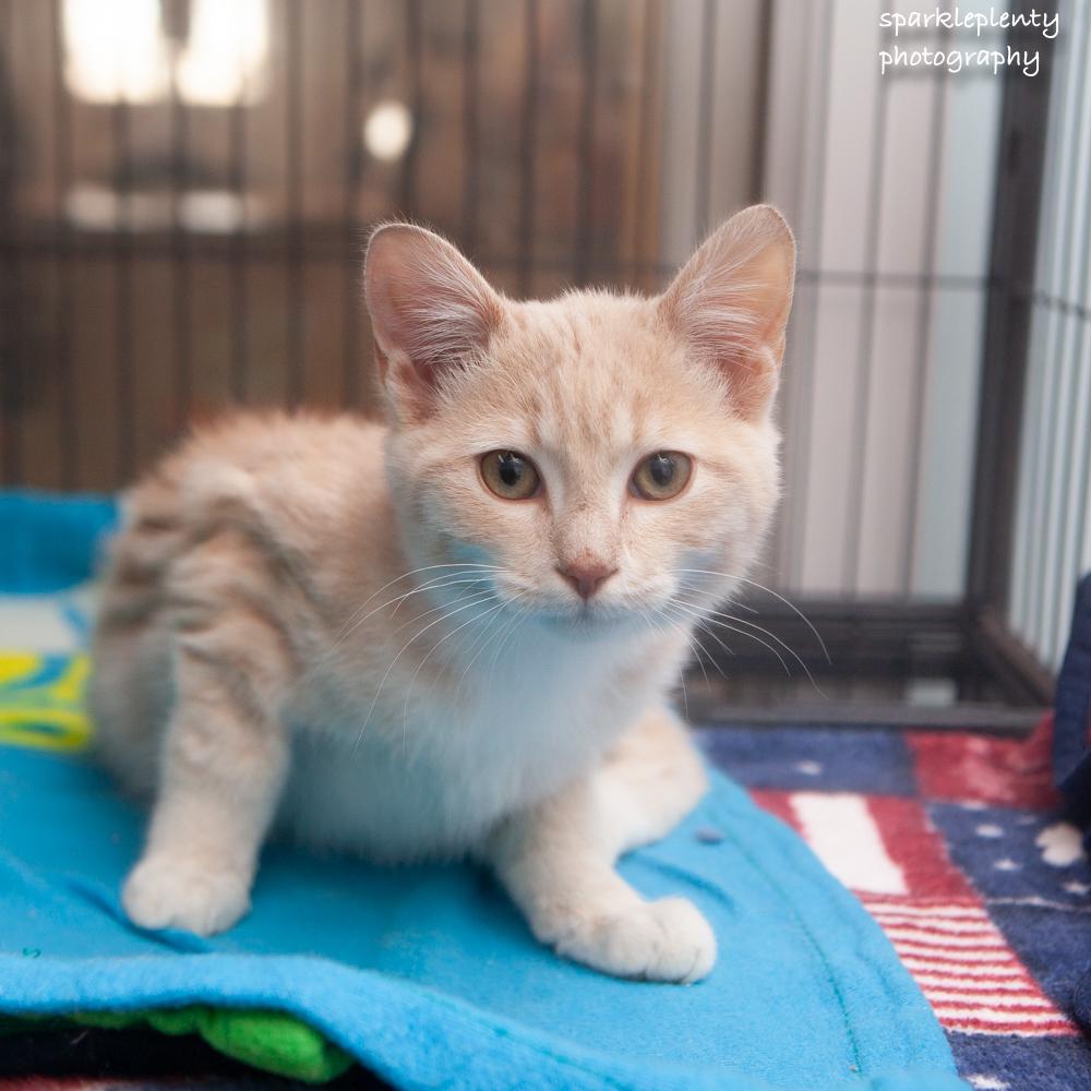 Enlarge Lovett, an adopted Domestic Short Hair in Ridgefield, CT image 5/5