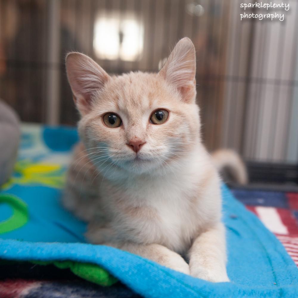 Enlarge Lovett, an adopted Domestic Short Hair in Ridgefield, CT image 1/5