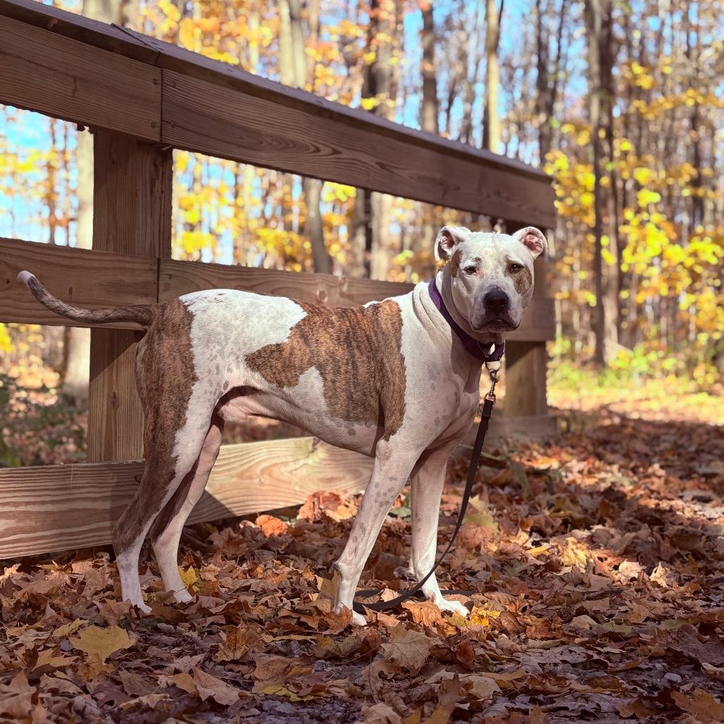 Scout, an adoptable Pit Bull Terrier in Fenton, MI, 48430 | Photo Image 4