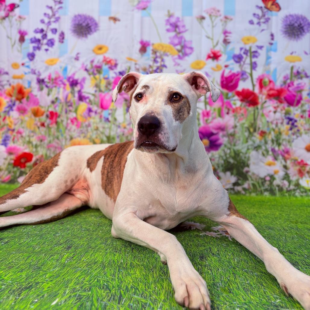 Enlarge Scout, an adoptable Pit Bull Terrier in Fenton, MI image 4/5