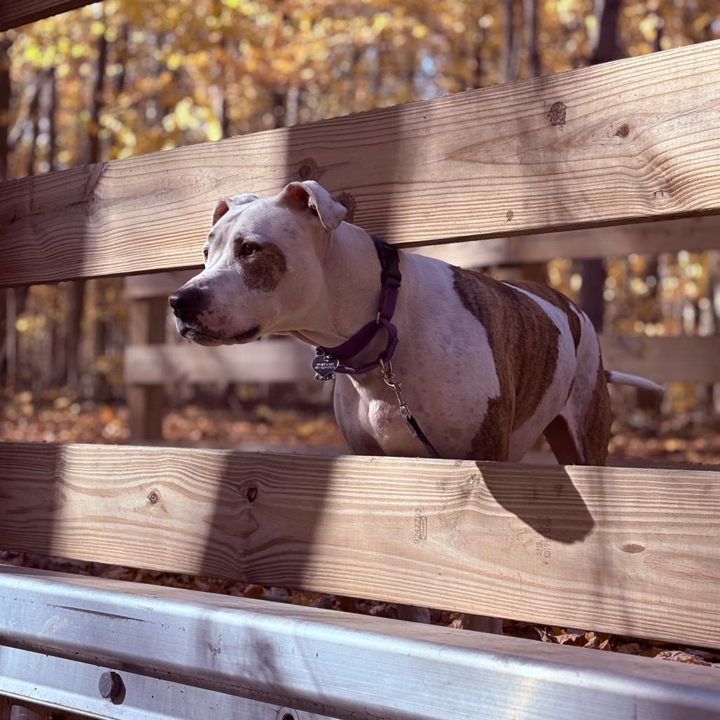 Scout, an adoptable Pit Bull Terrier in Fenton, MI, 48430 | Photo Image 2