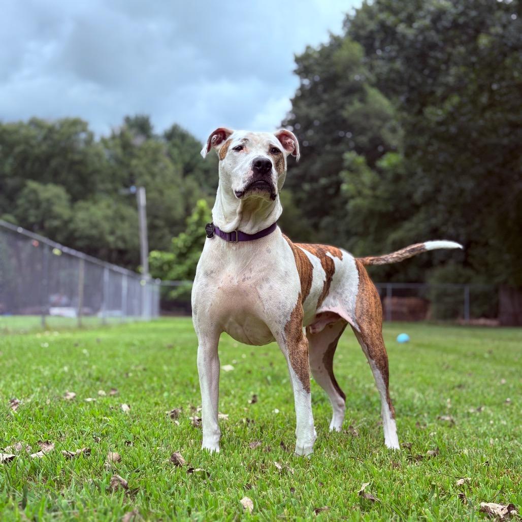 Squirtalicious, an adoptable Pit Bull Terrier in Fenton, MI, 48430 | Photo Image 1