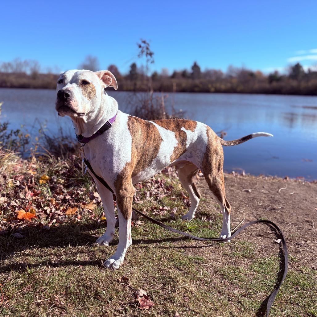 Scout, an adoptable Pit Bull Terrier in Fenton, MI, 48430 | Photo Image 5
