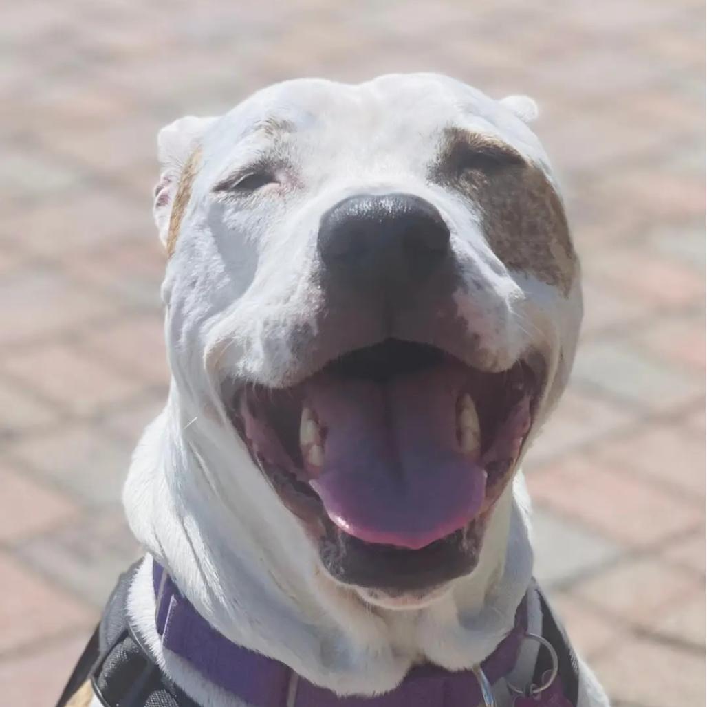 Squirtalicious, an adoptable Pit Bull Terrier in Fenton, MI, 48430 | Photo Image 5