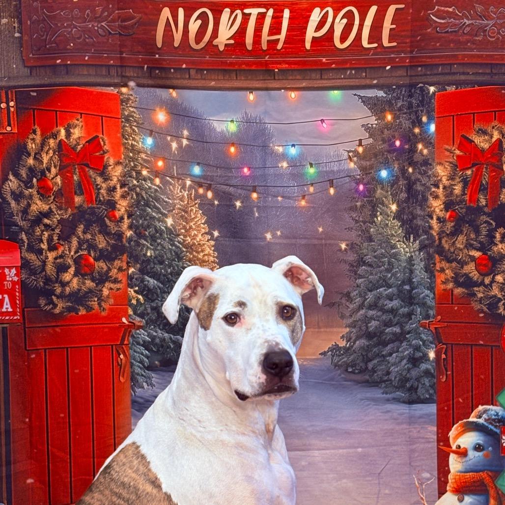 Enlarge Scout, a Adoptable Pit Bull Terrier in Fenton, MI image 5/5