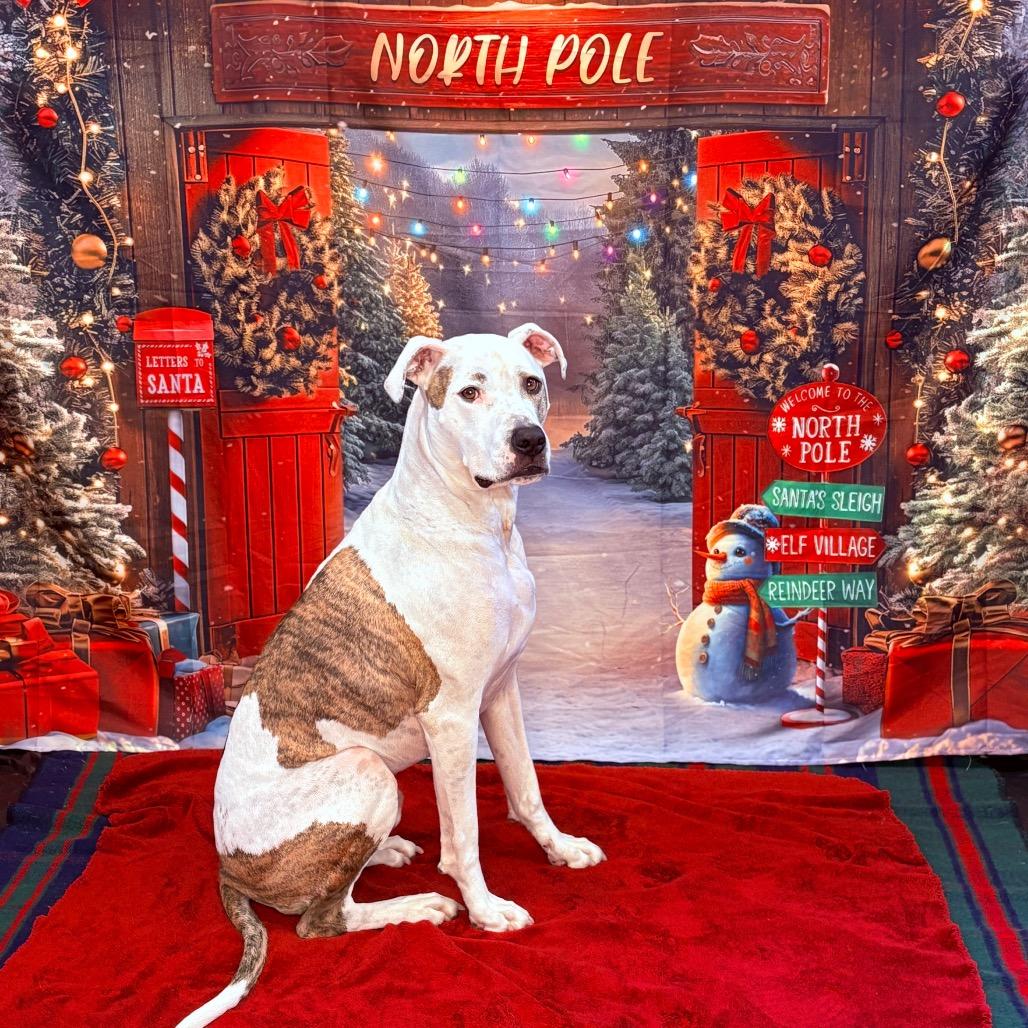 Enlarge Scout, a Adoptable Pit Bull Terrier in Fenton, MI image 1/5