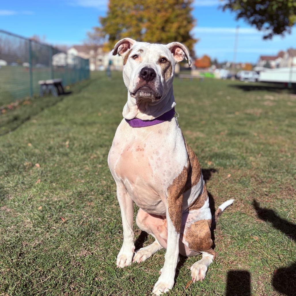 Scout, Adoptable, Adult Male Pit Bull Terrier.