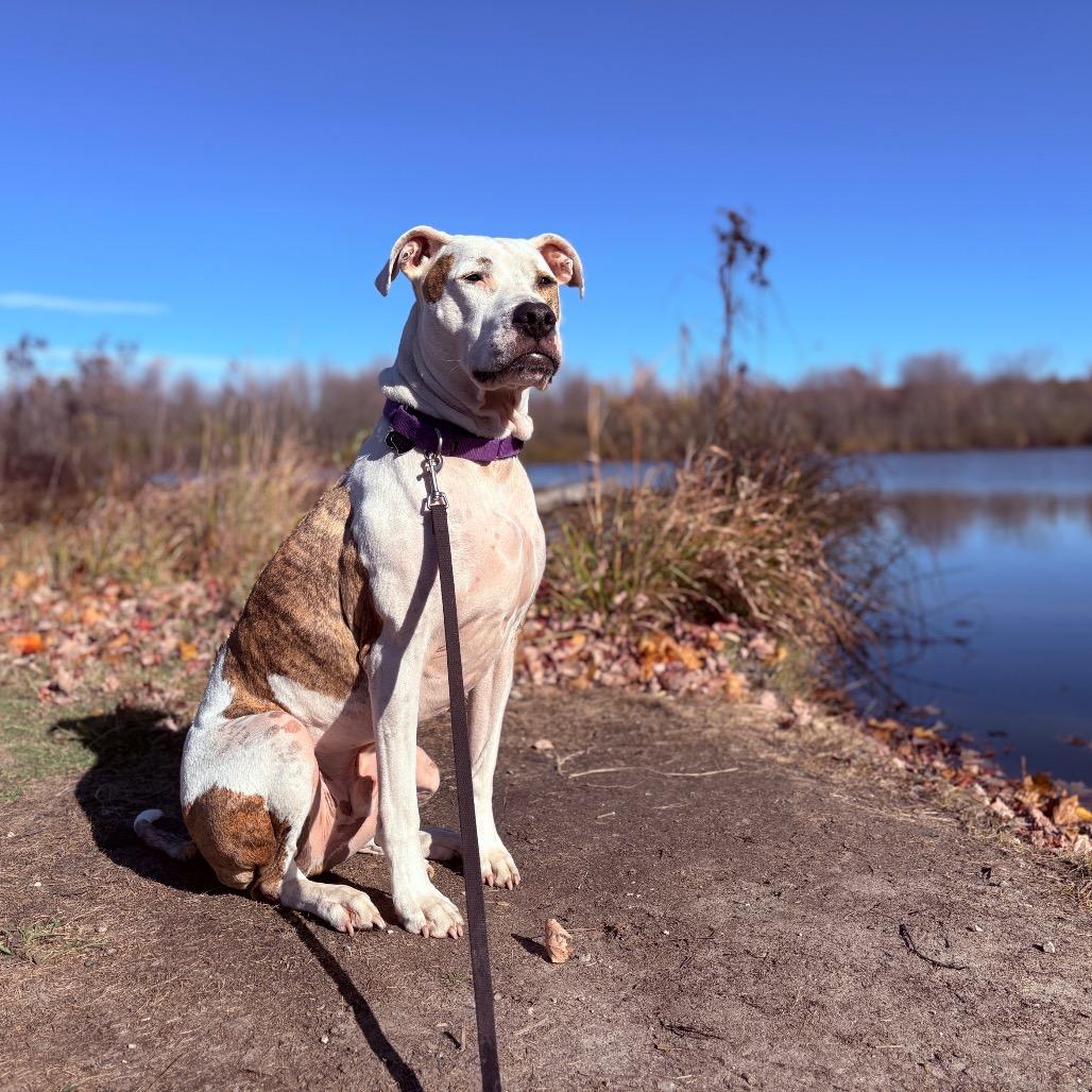 Enlarge Scout, a Adoptable Pit Bull Terrier in Fenton, MI image 5/6
