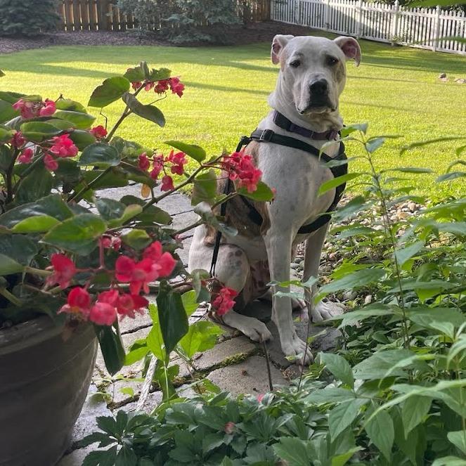 Squirtalicious, an adoptable Pit Bull Terrier in Fenton, MI, 48430 | Photo Image 3