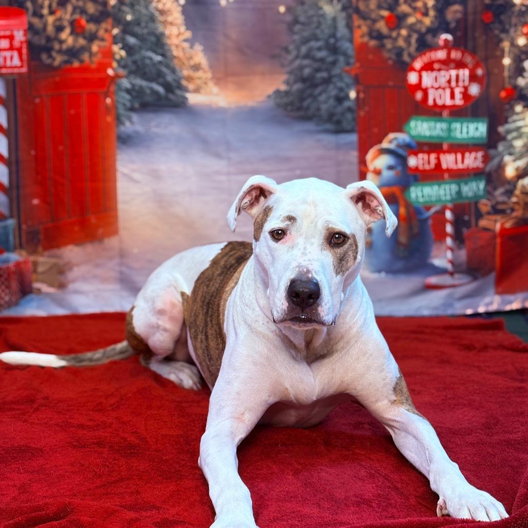 Enlarge Scout, a Adoptable Pit Bull Terrier in Fenton, MI image 4/5