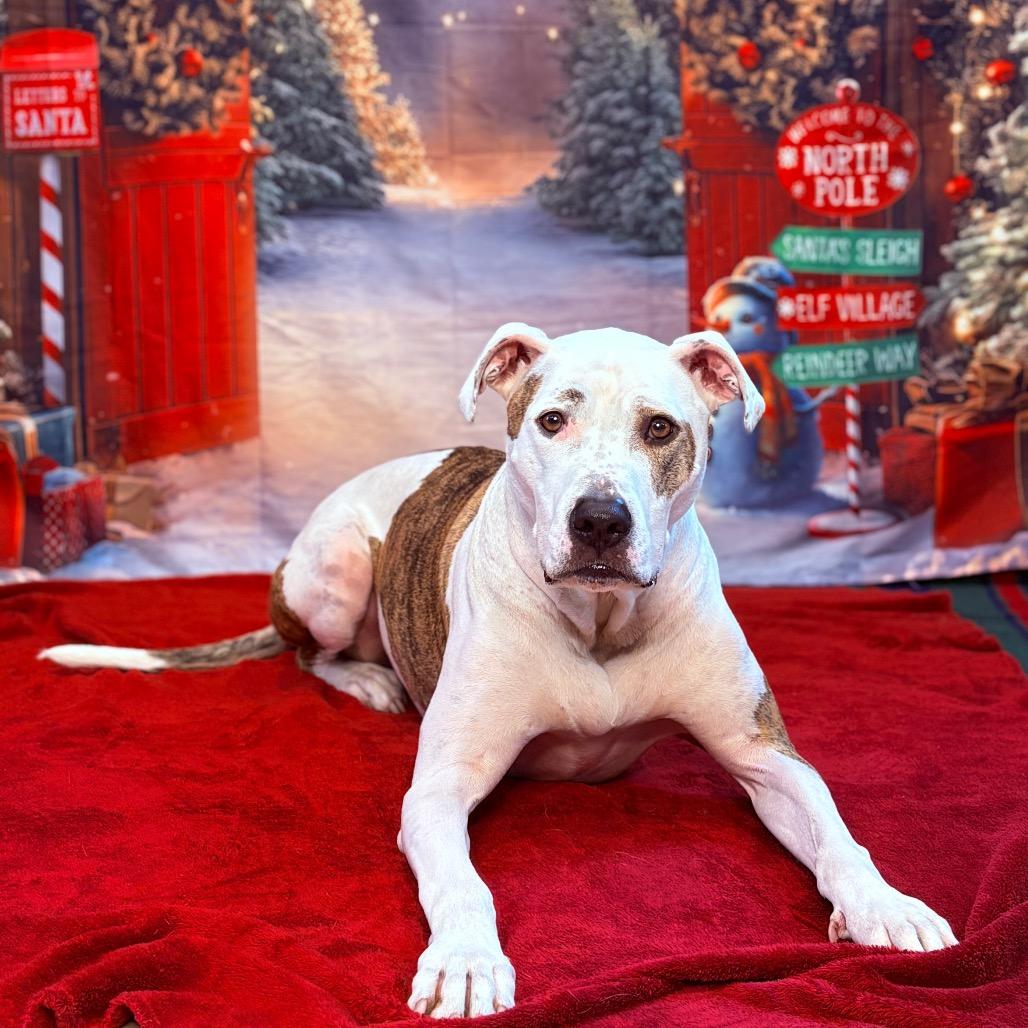 Enlarge Scout, a Adoptable Pit Bull Terrier in Fenton, MI image 2/5