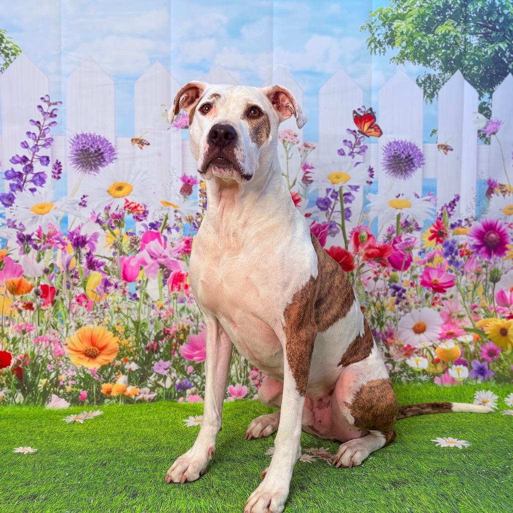 Enlarge Scout, an adoptable Pit Bull Terrier in Fenton, MI image 5/5