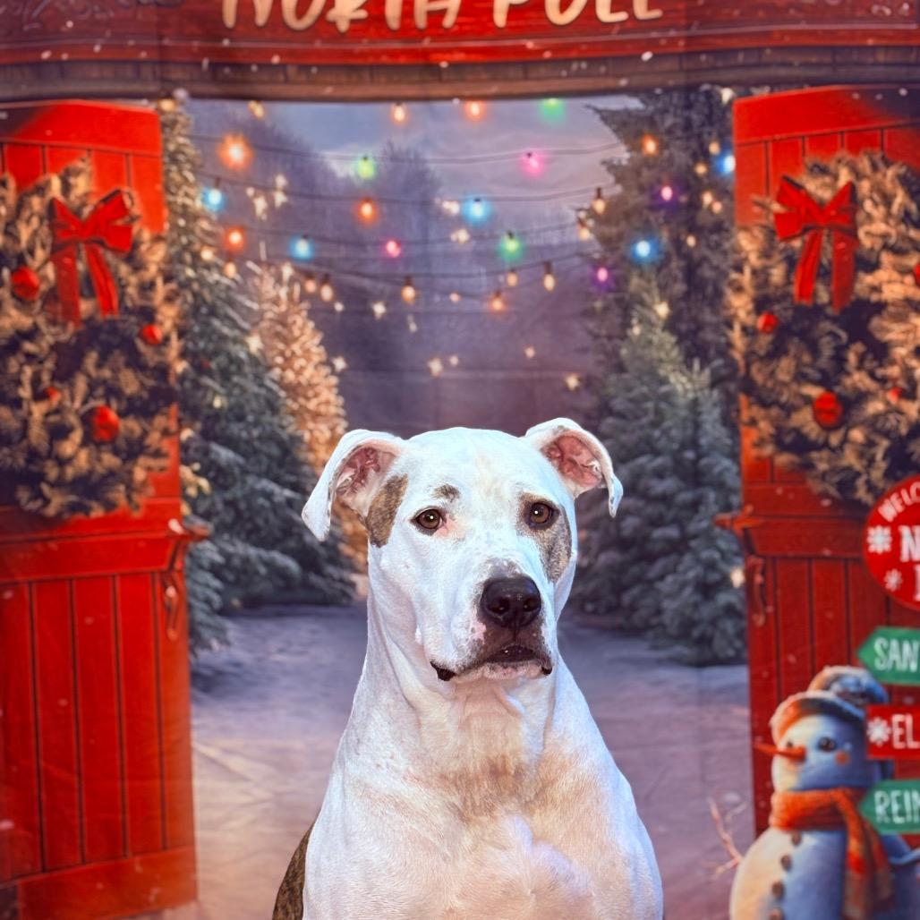 Enlarge Scout, a Adoptable Pit Bull Terrier in Fenton, MI image 3/5