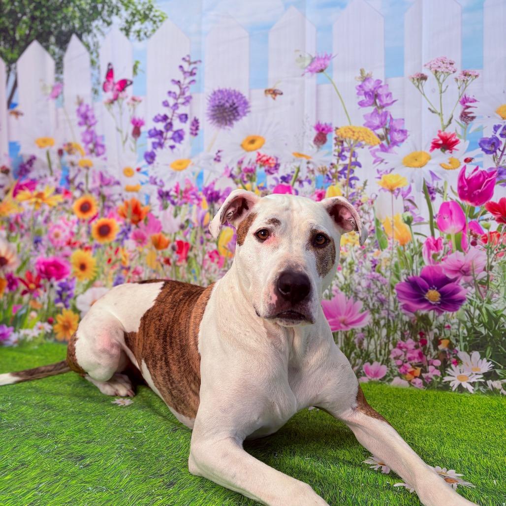 Enlarge Scout, an adoptable Pit Bull Terrier in Fenton, MI image 2/5