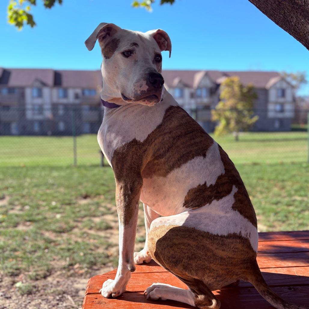 Enlarge Scout, a Adoptable Pit Bull Terrier in Fenton, MI image 6/6