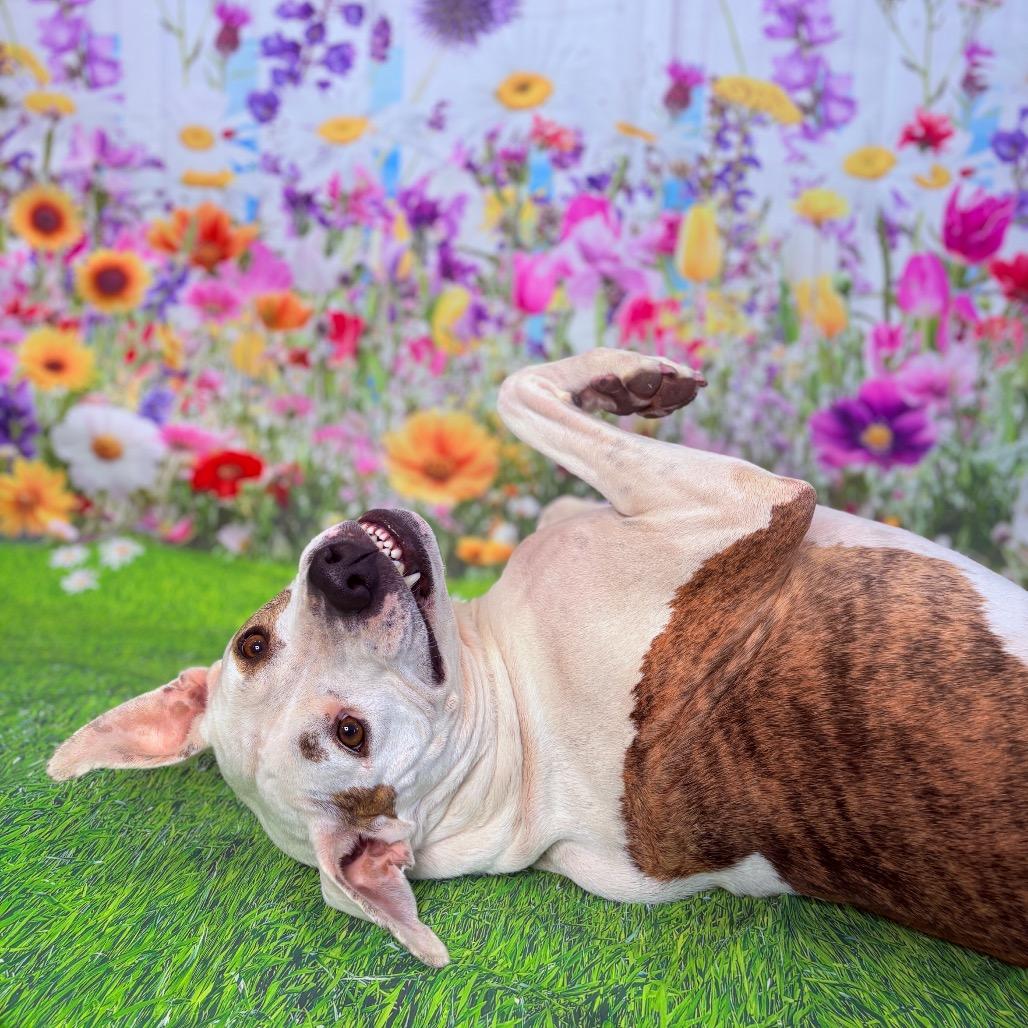 Enlarge Scout, an adoptable Pit Bull Terrier in Fenton, MI image 1/5