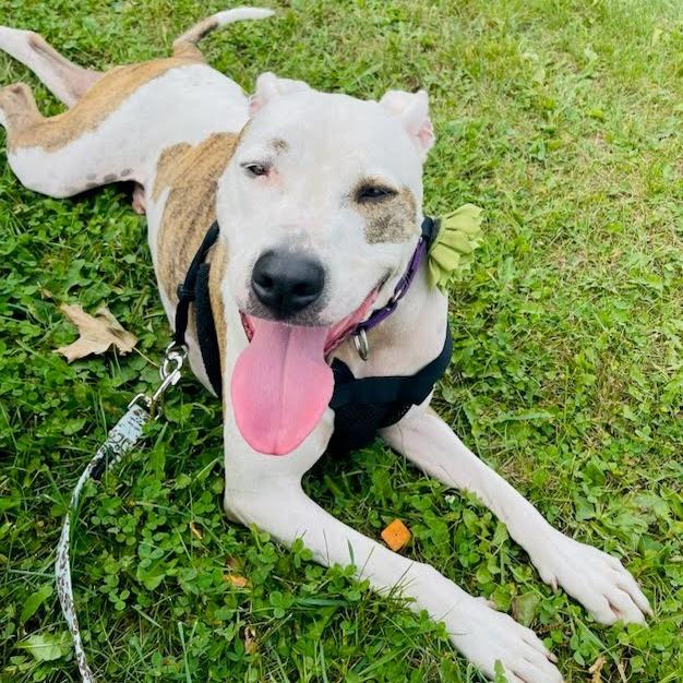 Squirtalicious, an adoptable Pit Bull Terrier in Fenton, MI, 48430 | Photo Image 7