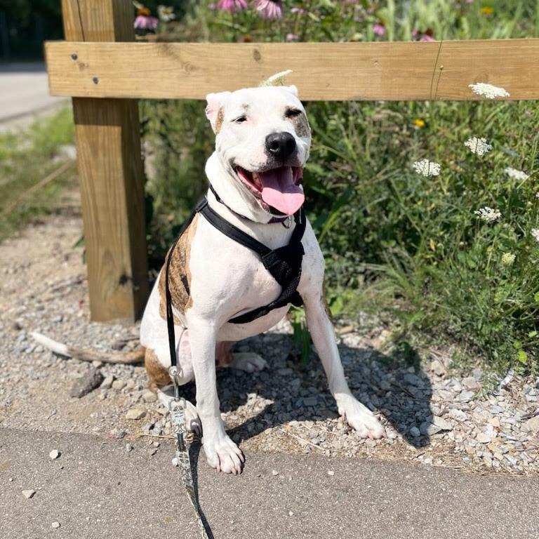 Squirtalicious, an adoptable Pit Bull Terrier in Fenton, MI, 48430 | Photo Image 3