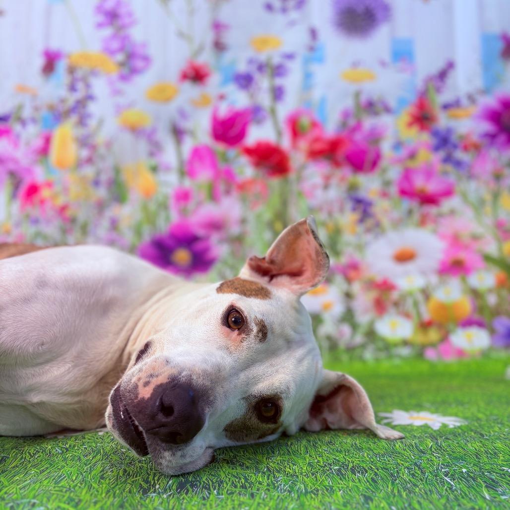 Enlarge Scout, an adoptable Pit Bull Terrier in Fenton, MI image 3/5