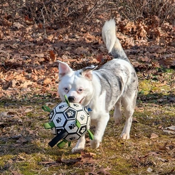 Enlarge Crayola *deaf*, a Adoptable mixed breed in Midlothian, VA image 3/6