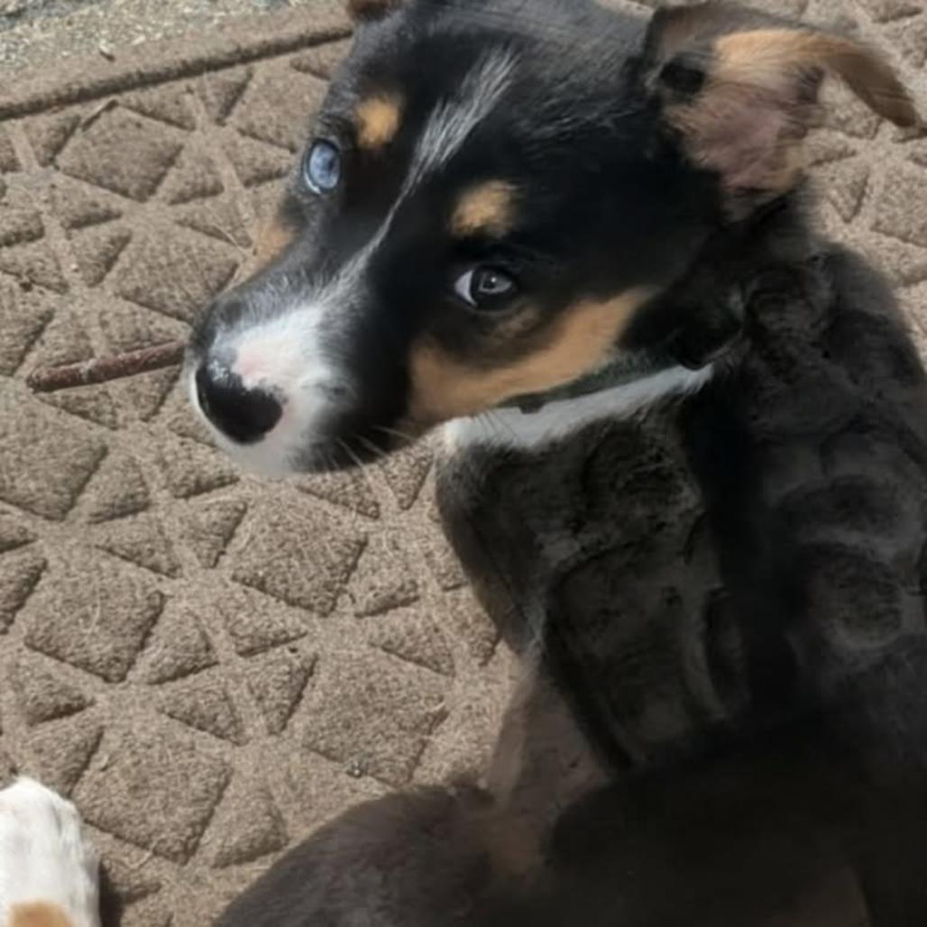 Juno, a Adoptable Mixed Breed in Joliet, IL image 2/2