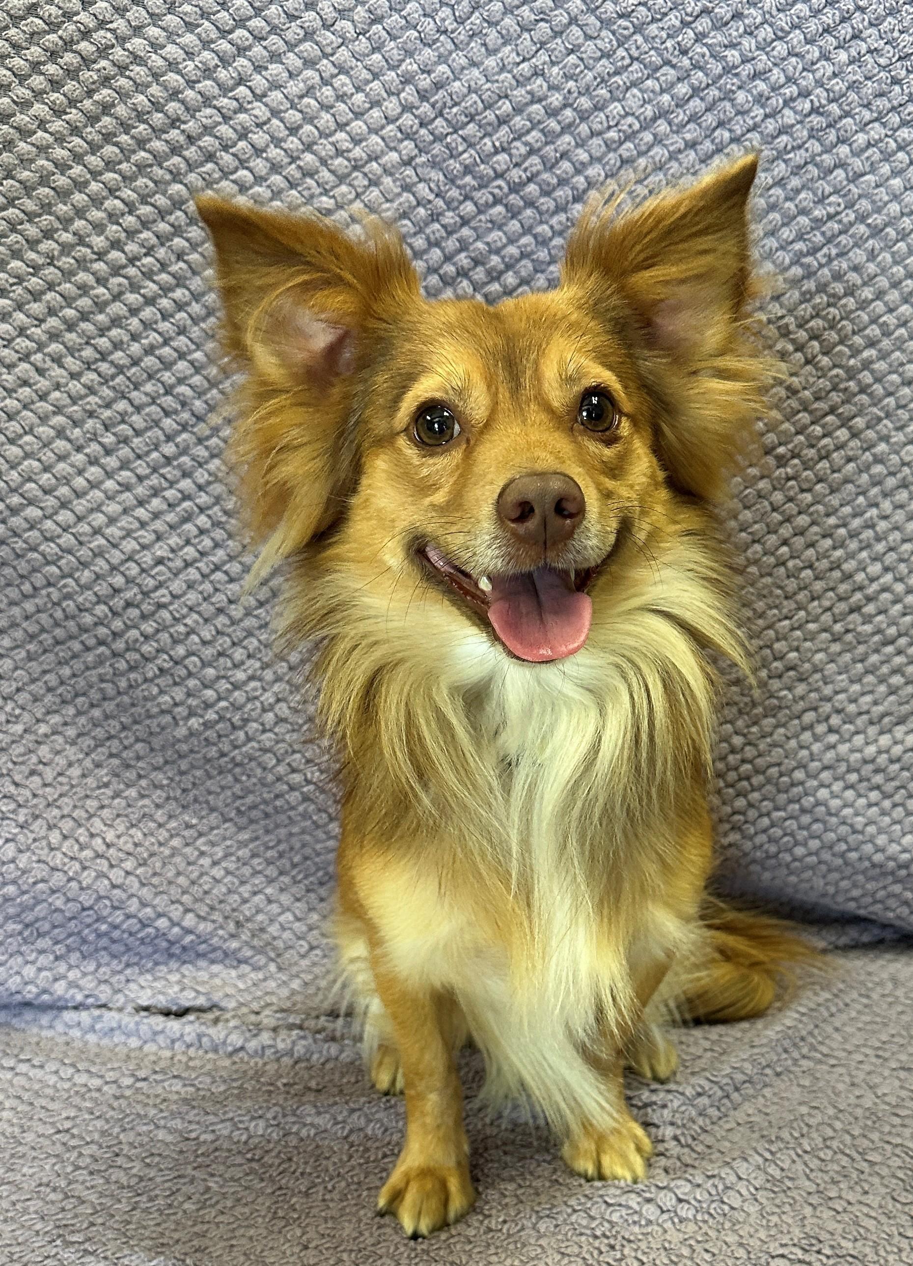 Enlarge Graham, a Adoptable mixed breed in Lodi, CA image 1/6