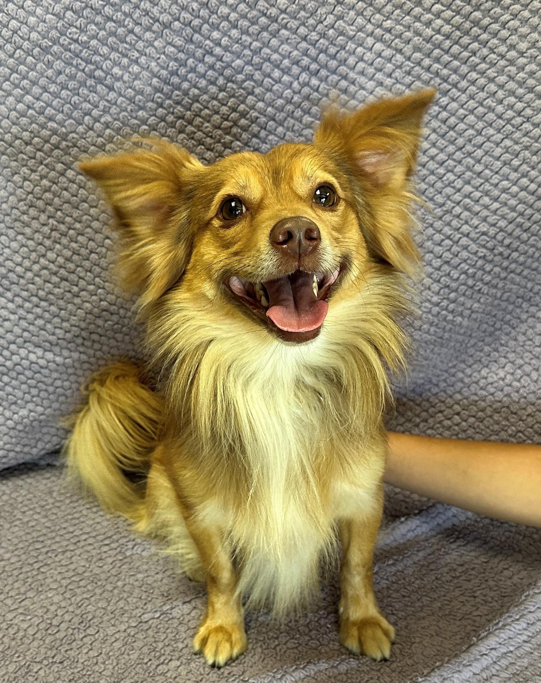 Enlarge Graham, a Adoptable mixed breed in Lodi, CA image 5/6