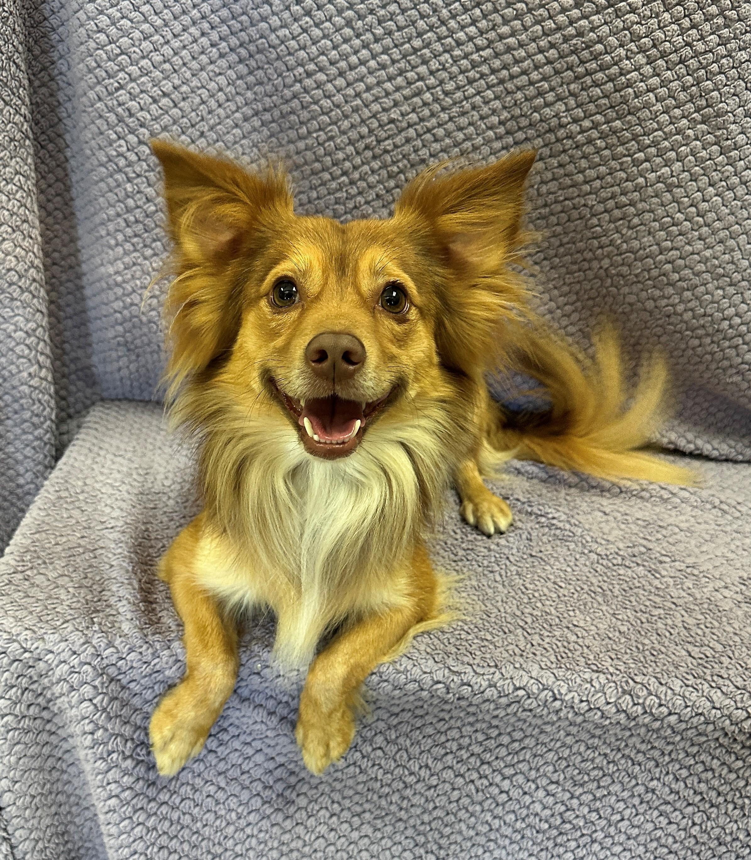 Enlarge Graham, a Adoptable mixed breed in Lodi, CA image 3/6