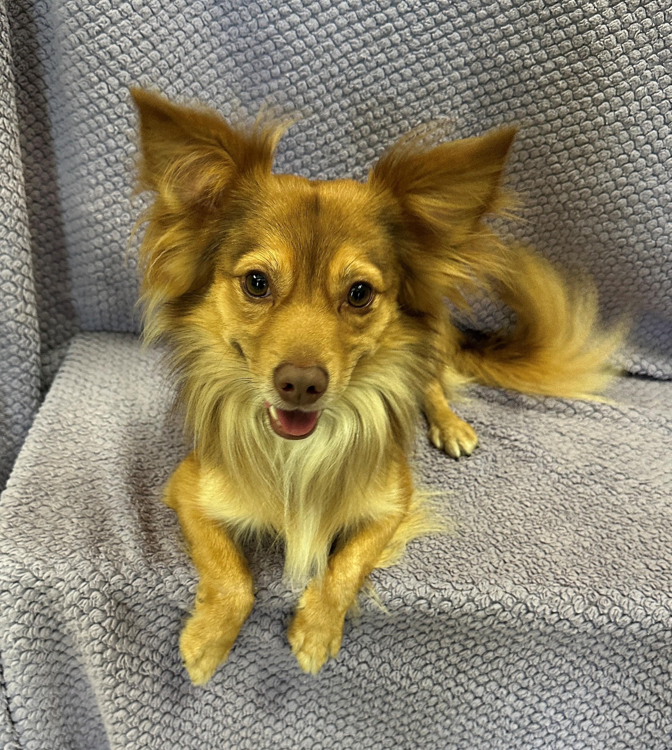 Enlarge Graham, a Adoptable mixed breed in Lodi, CA image 4/6