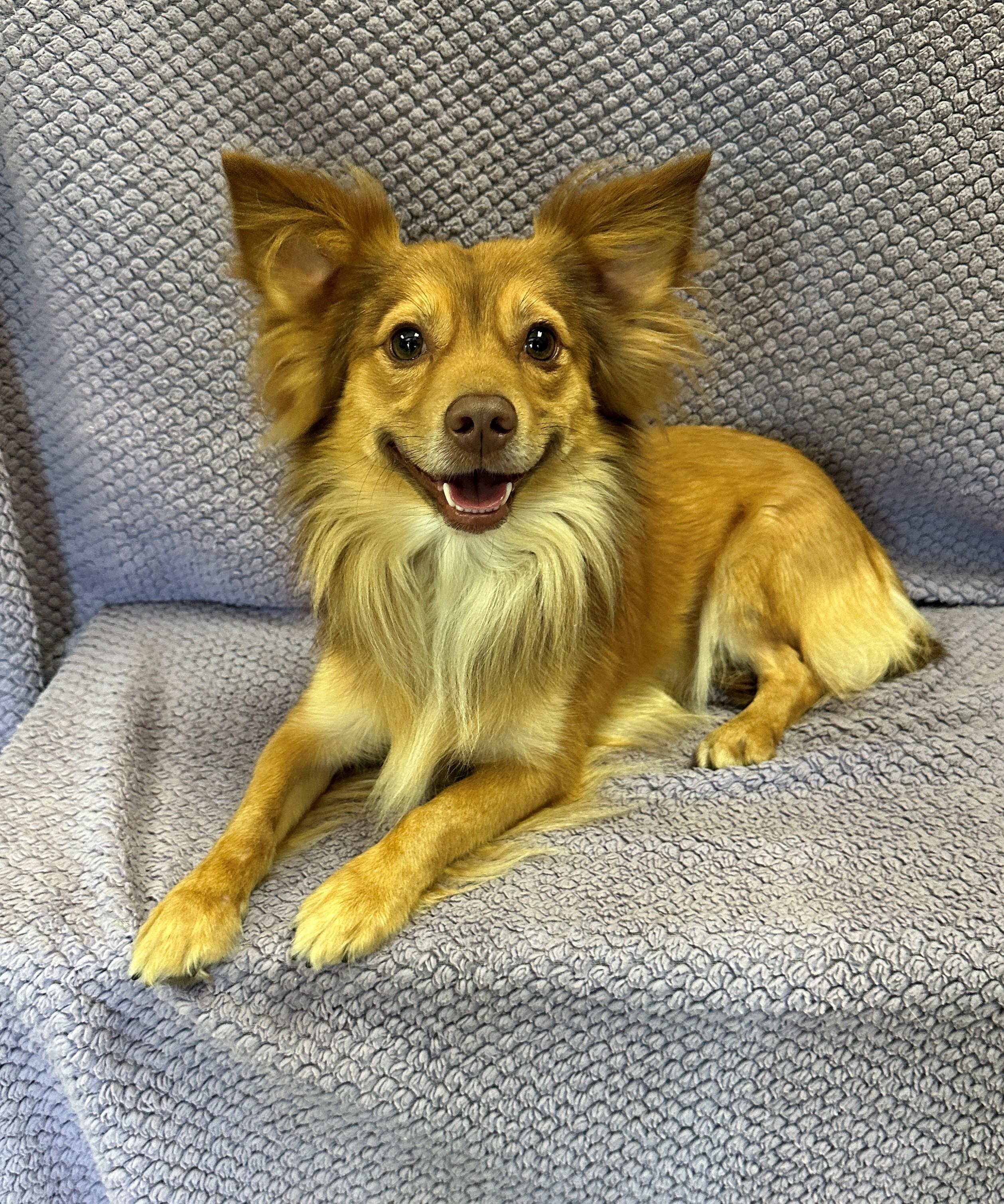 Enlarge Graham, a Adoptable mixed breed in Lodi, CA image 2/6