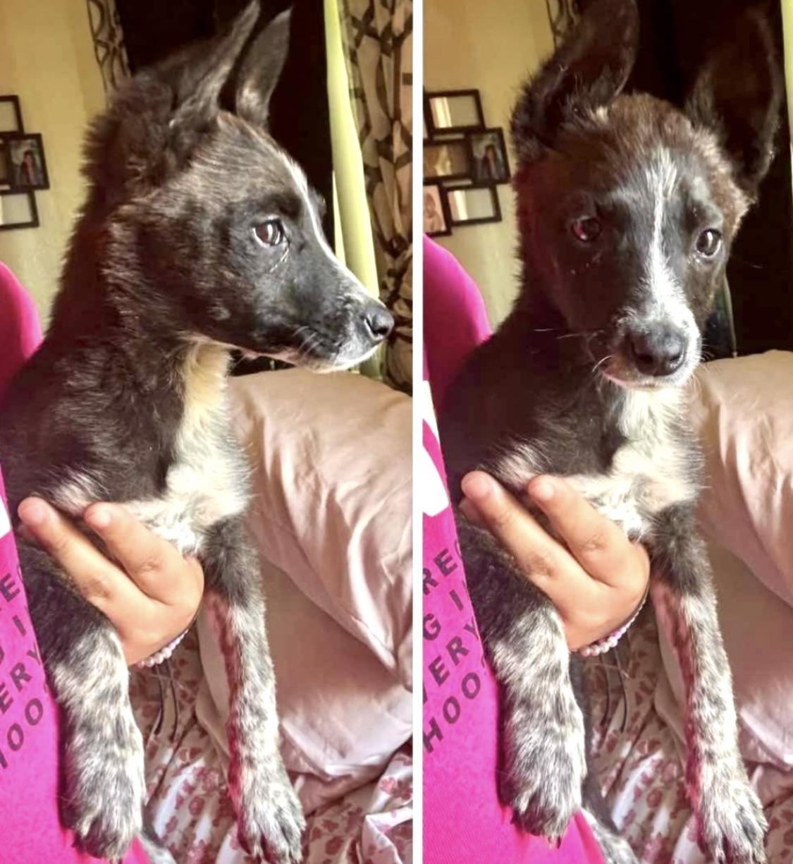 Lolita, Baby Female Australian Cattle Dog / Blue Heeler
