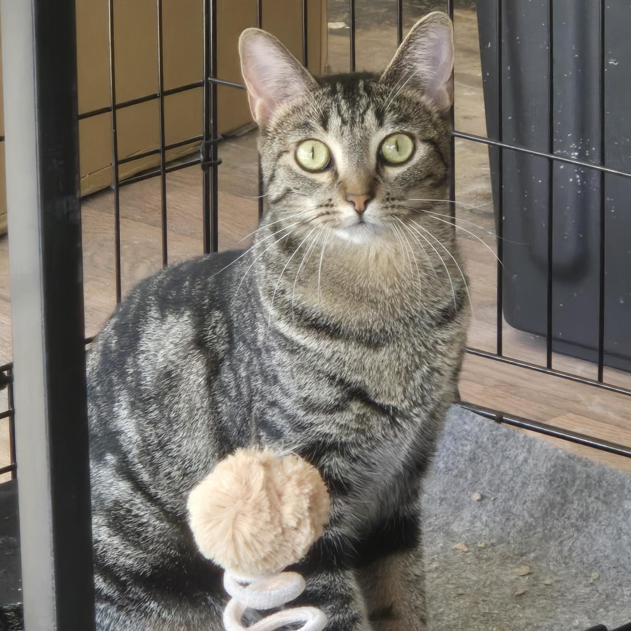 Brulee, Adoptable, Kitten Female Domestic Short Hair.