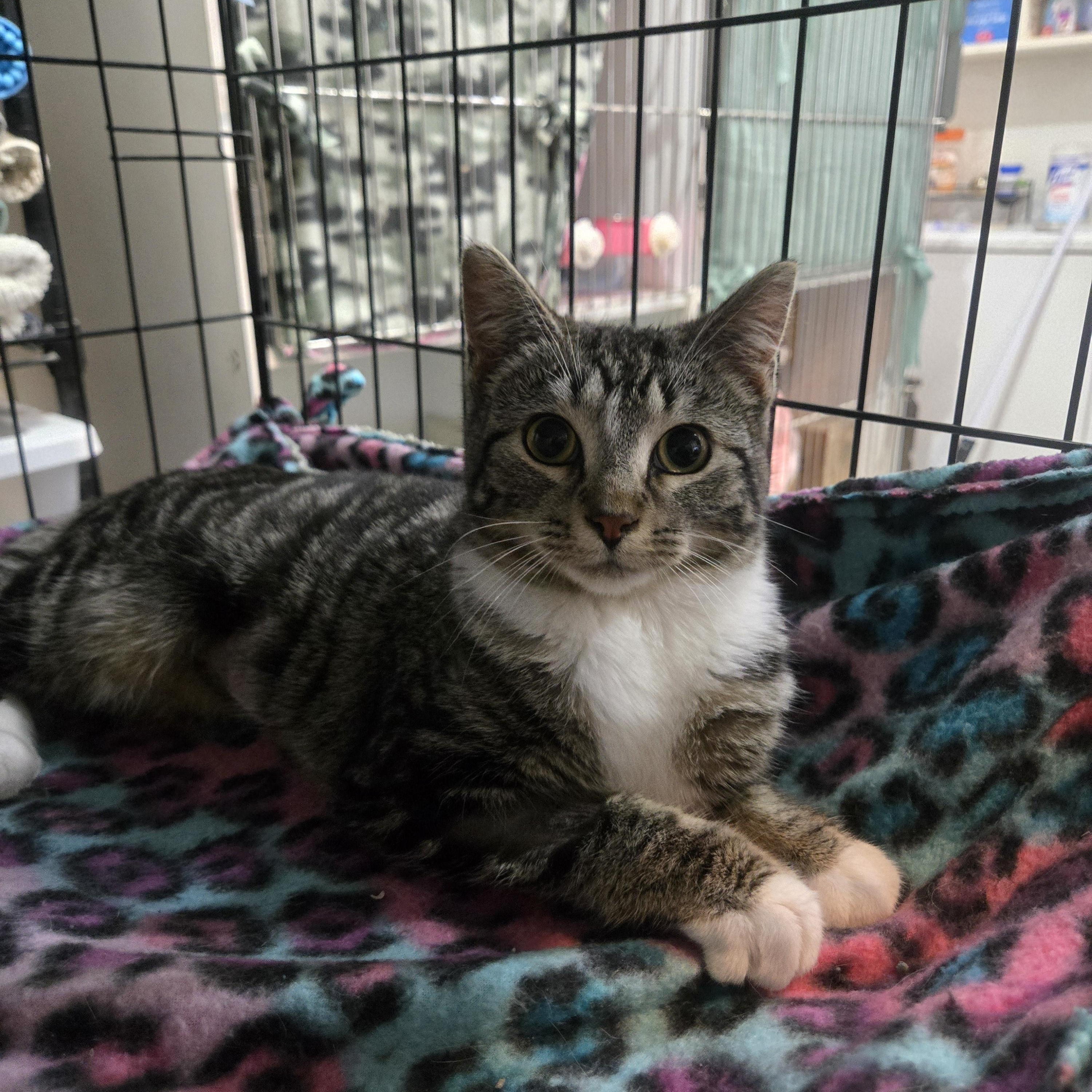 Biscotti & Brulee ( bonded sisters), a ADOPTABLE Domestic Short Hair in Reeseville, WI image 1/4