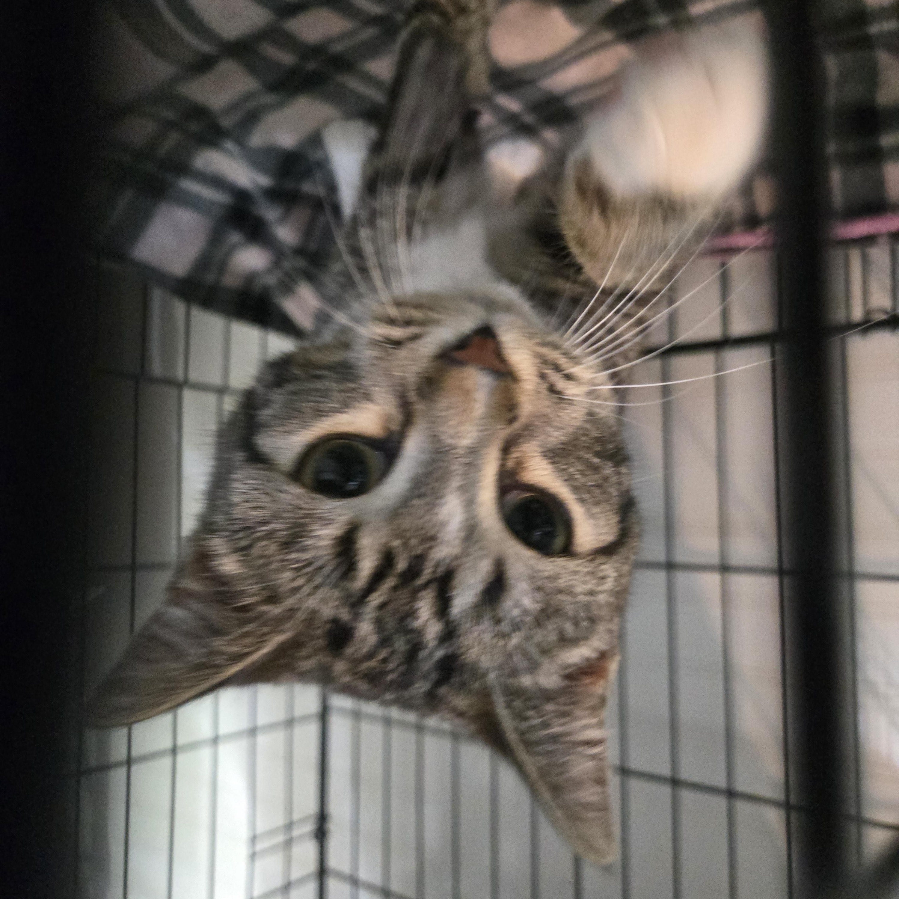 Biscotti & Brulee ( bonded sisters), a ADOPTABLE Domestic Short Hair in Reeseville, WI image 4/4