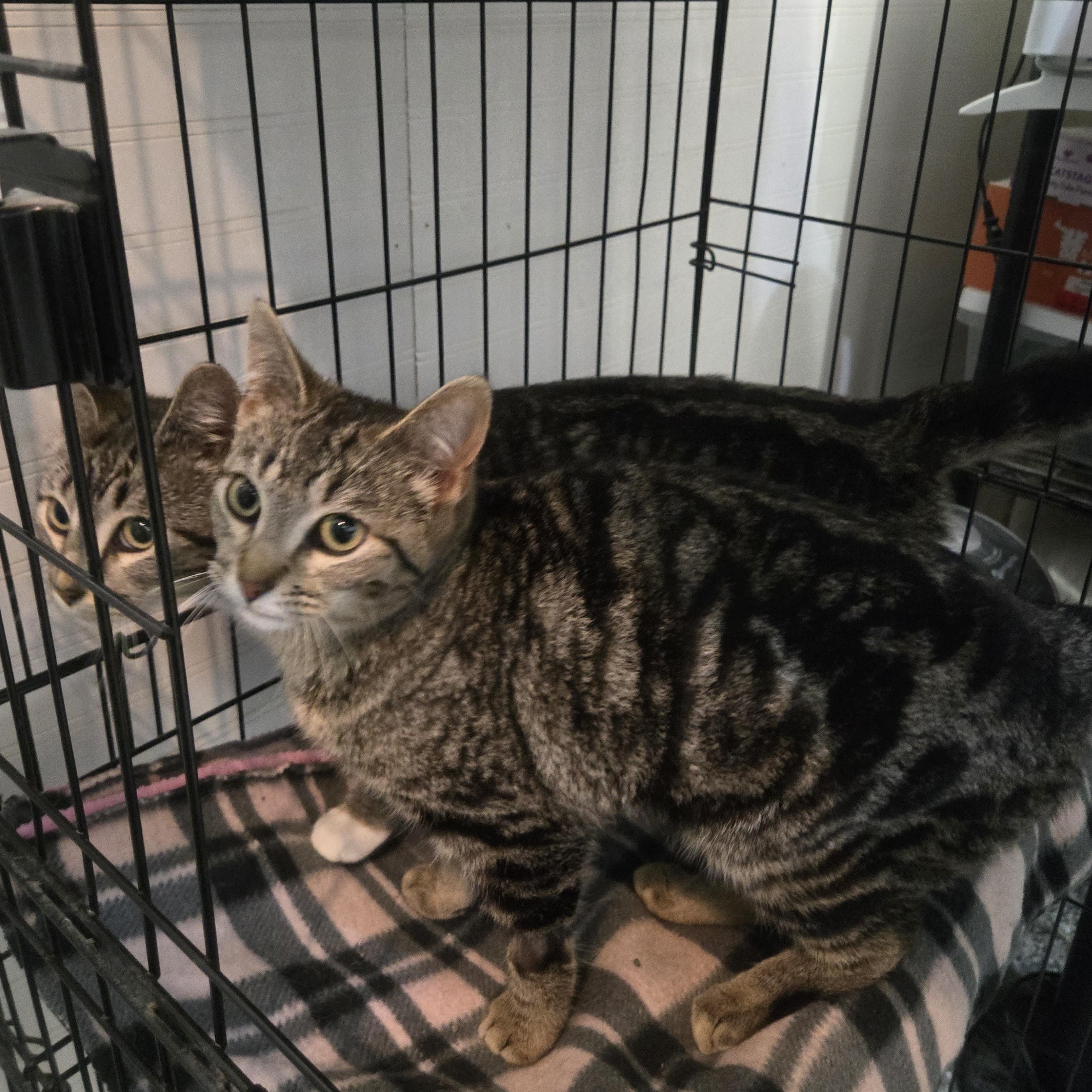 Biscotti & Brulee ( bonded sisters), a ADOPTABLE Domestic Short Hair in Reeseville, WI image 2/4