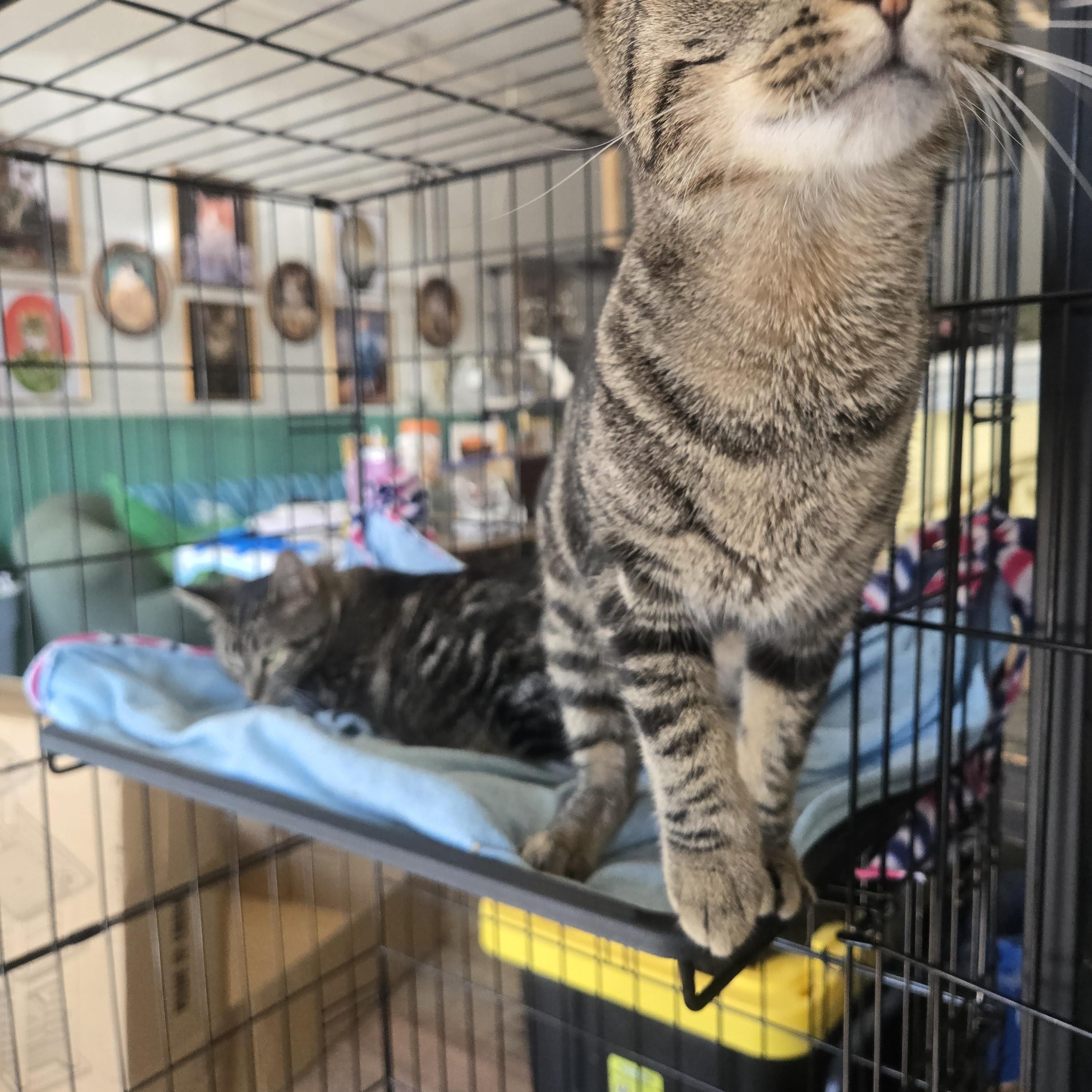 Enlarge Brulee, a Adoptable Domestic Short Hair in Reeseville, WI image 3/3