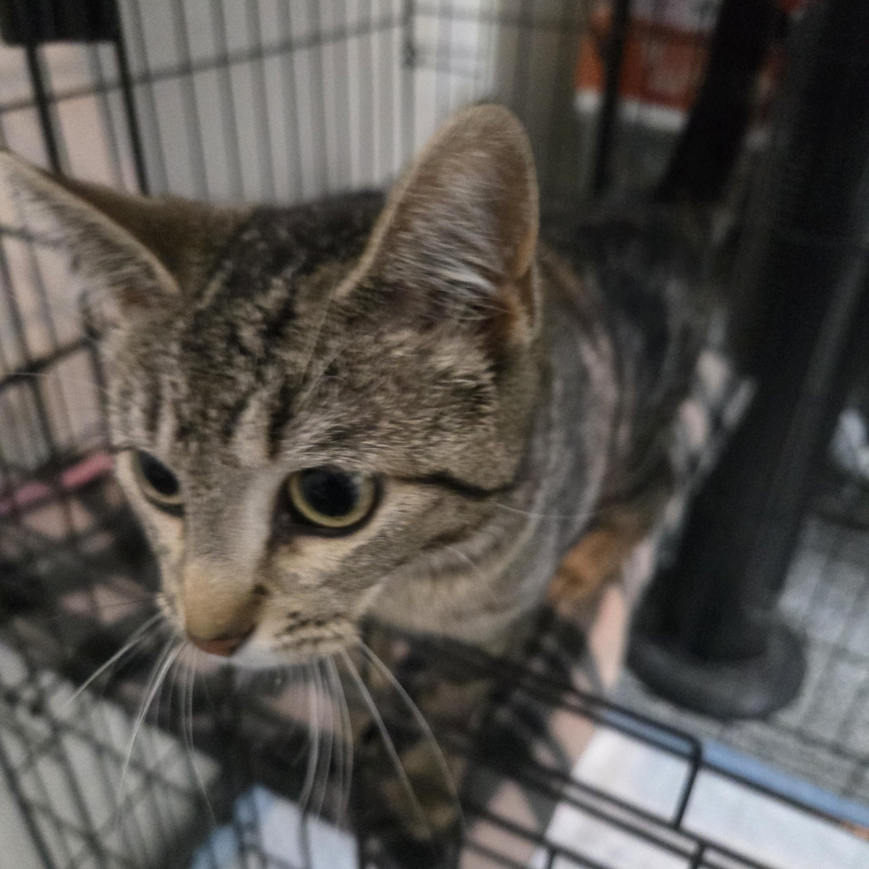 Biscotti & Brulee ( bonded sisters), a ADOPTABLE Domestic Short Hair in Reeseville, WI image 3/4