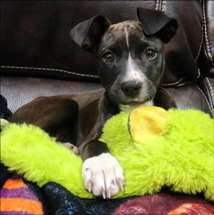 Enlarge Elle, a Adoptable mixed breed in Thompson Falls, MT image 1/1