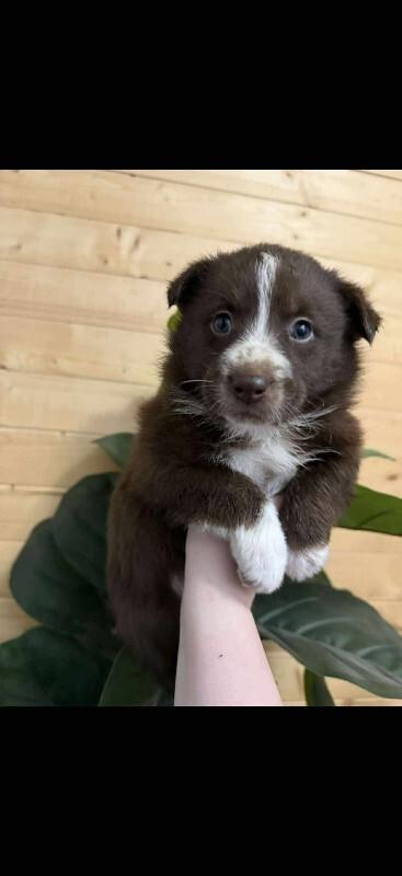 Cocoa, ADOPTABLE, Puppy Female Mixed Breed.
