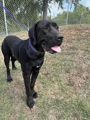 Betty, Adoptable, Adult Female Great Dane & Mixed Breed.