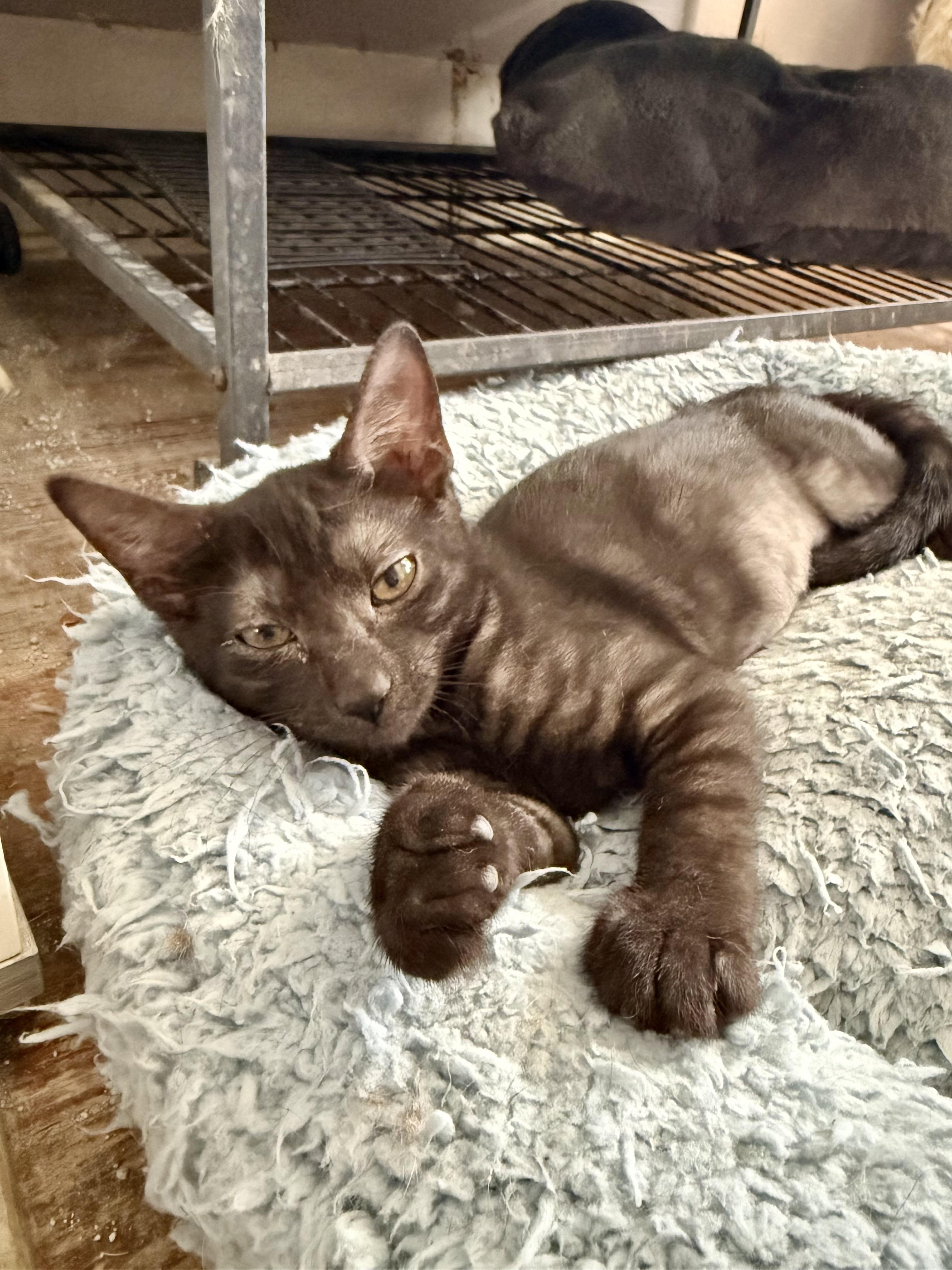 Abigail, a ADOPTABLE Domestic Short Hair in Shreveport, LA image 2/2