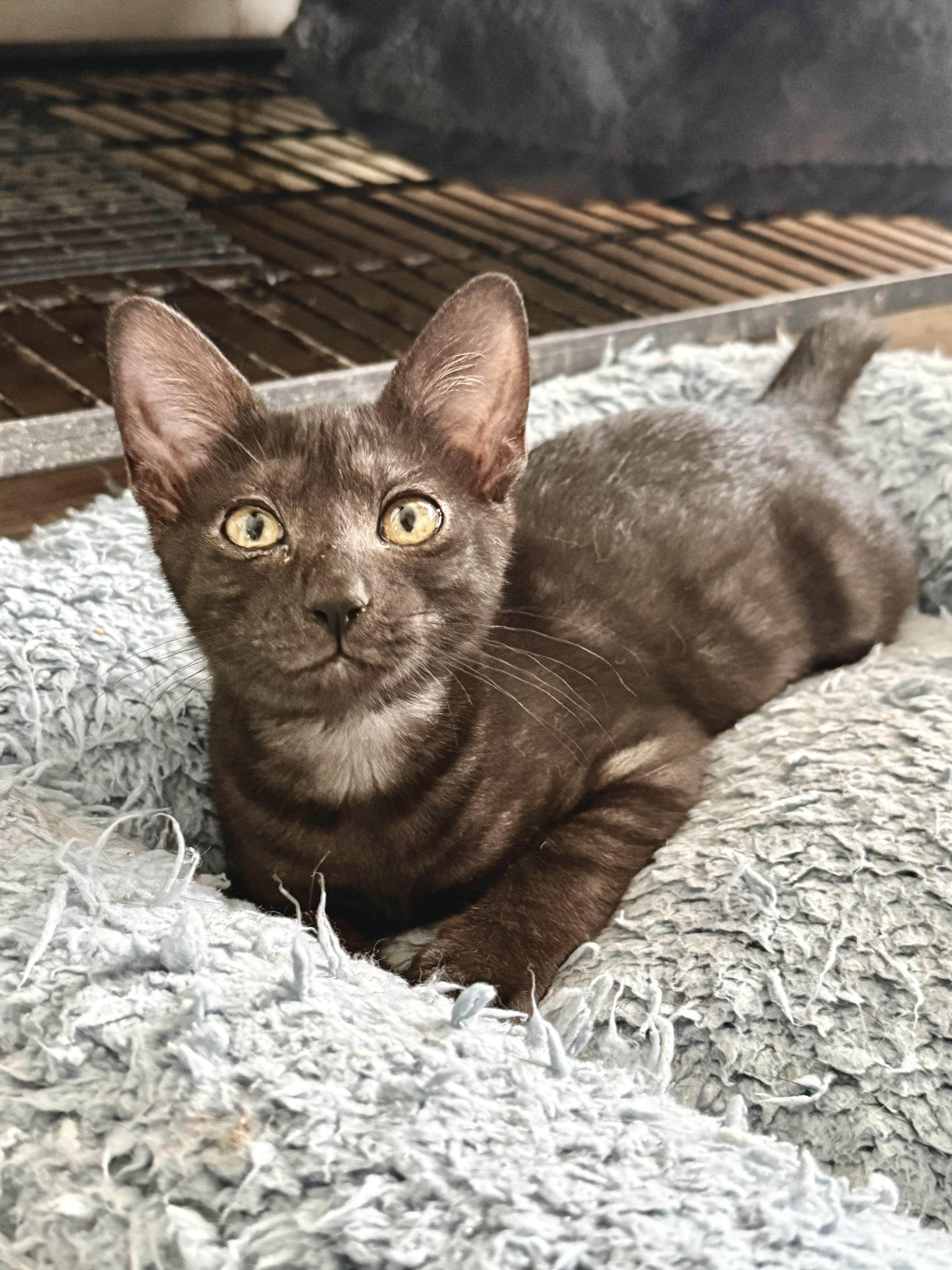 Abigail, ADOPTABLE, Young Female Domestic Short Hair.