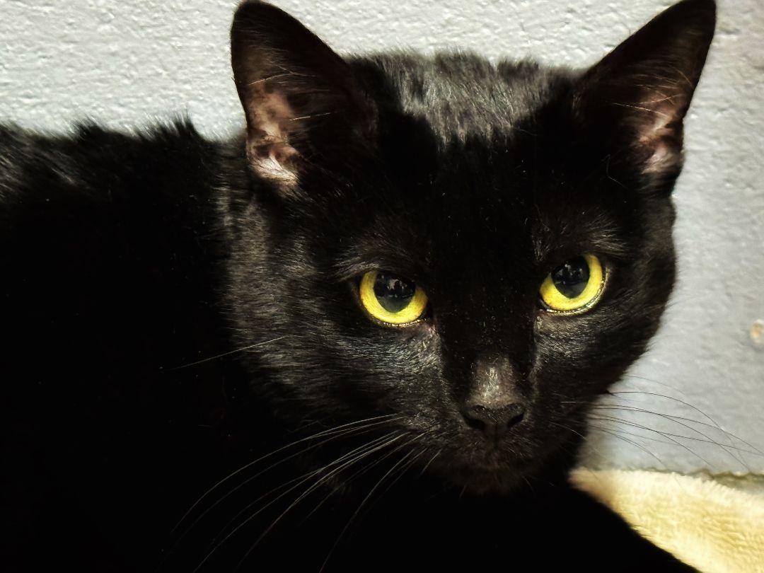 Magic , a Adoptable Domestic Medium Hair in Emporia, VA image 1/2