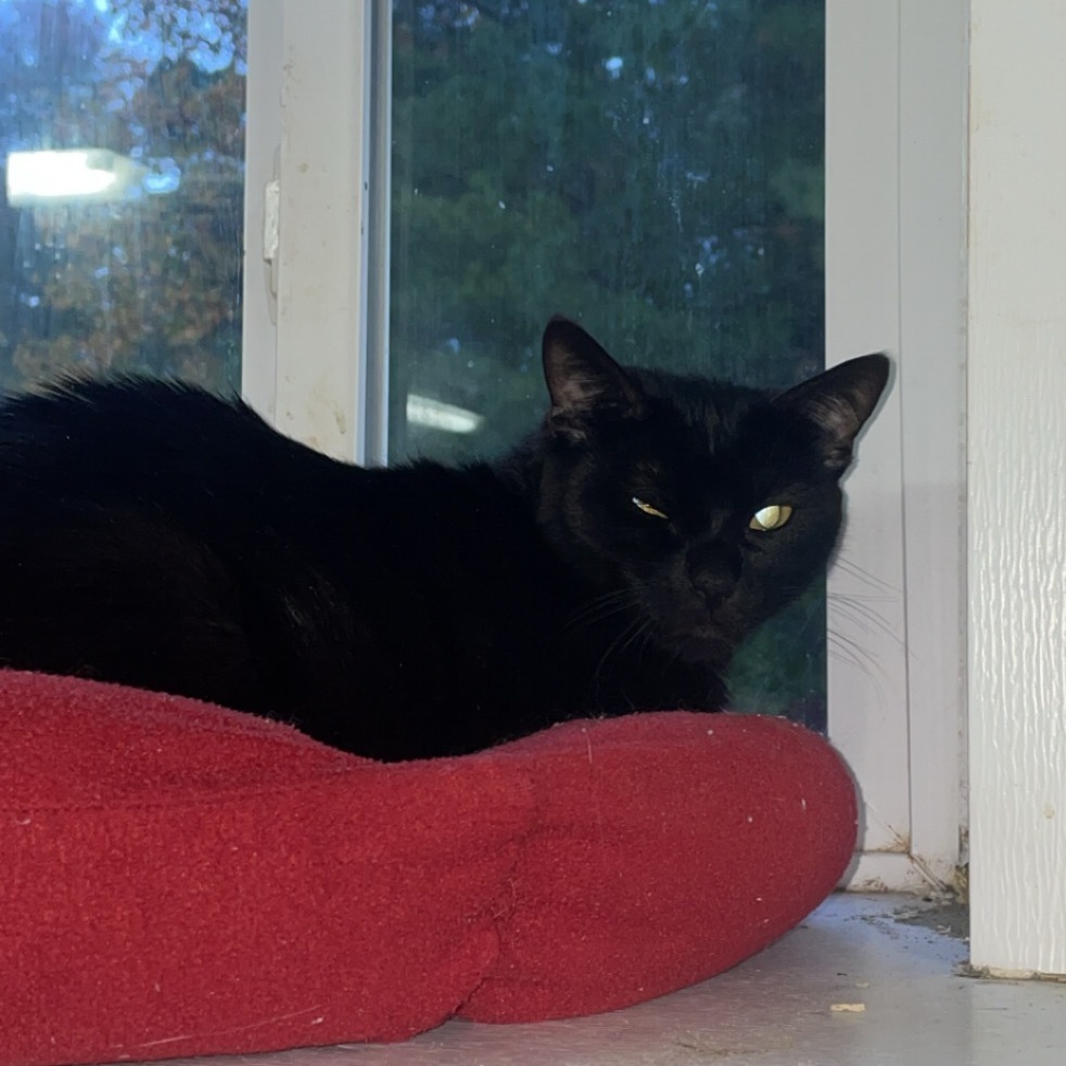 Magic , Adoptable, Senior Female Domestic Medium Hair.
