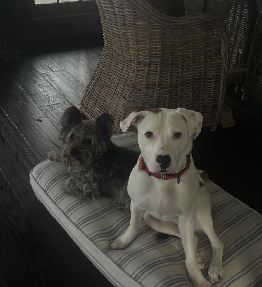 Oliver, a ADOPTABLE mixed breed in Woburn, MA image 1/6