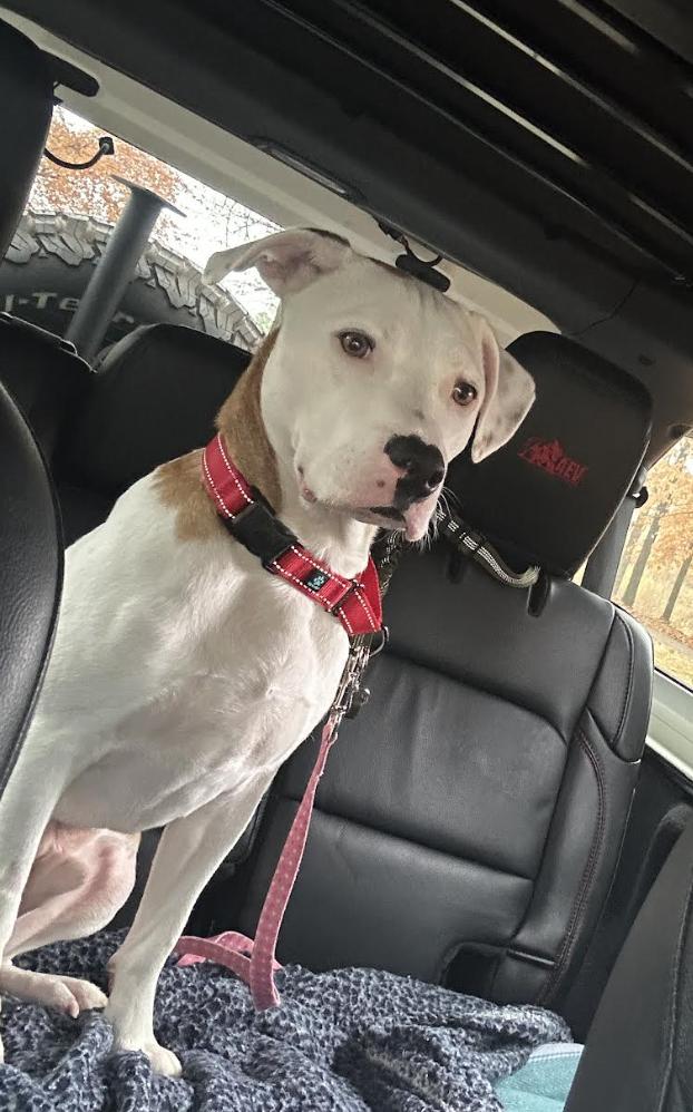 Oliver, a ADOPTABLE mixed breed in Woburn, MA image 3/6